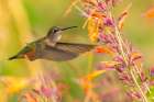 USA, New Mexico. Broad-tailed hummingbird feeding on flower. Art Print